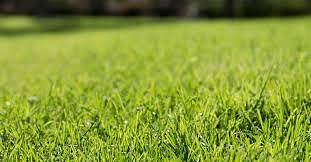 Grass