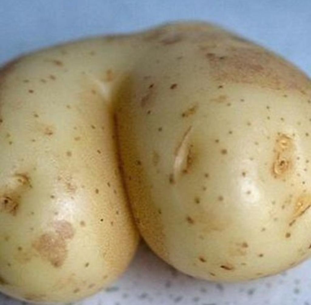 Potato