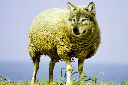 Sheep- Wolf
