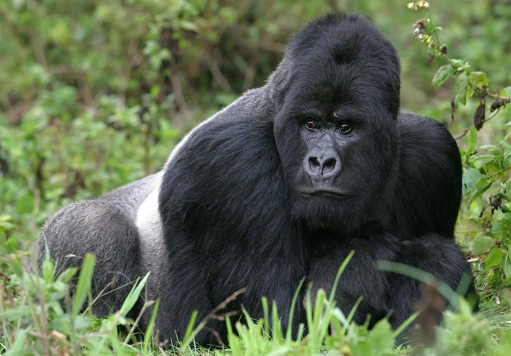The Gorilla