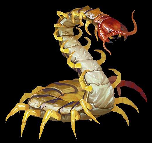 Insect 