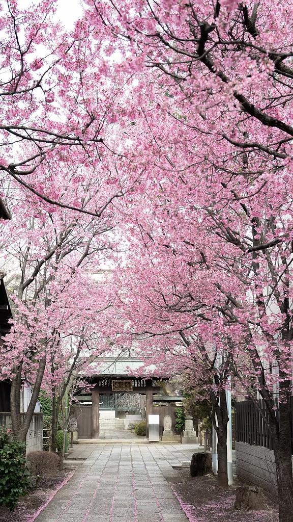 sakuraking
