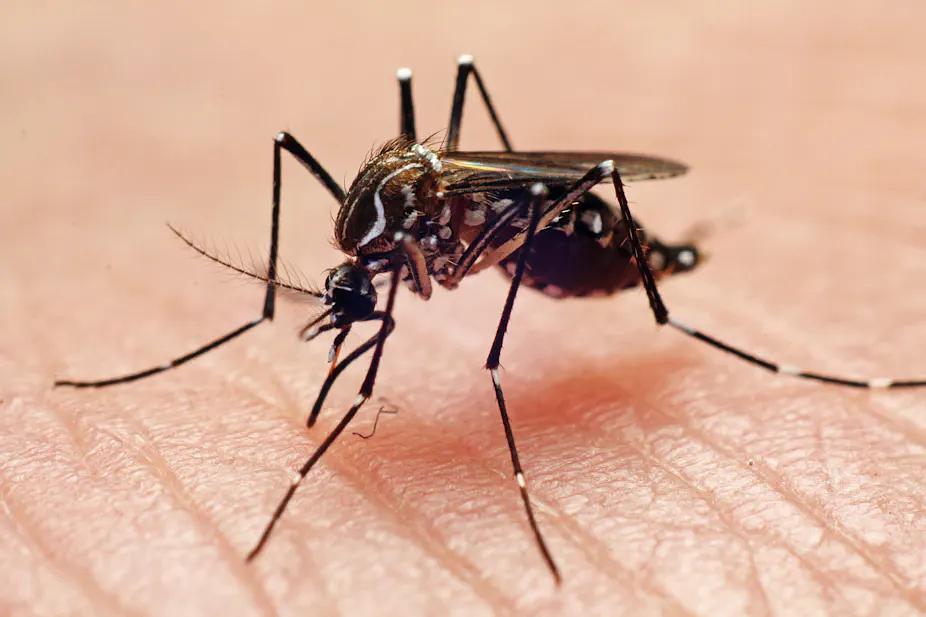 Untouchable mosquito 