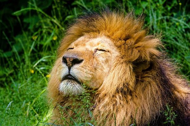 Leo the Lion
