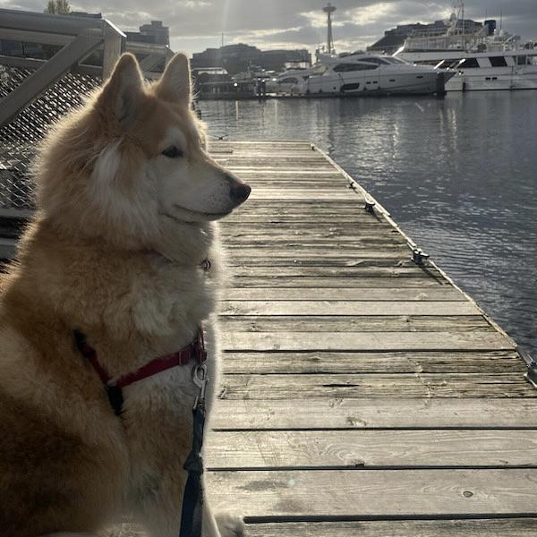 Dog